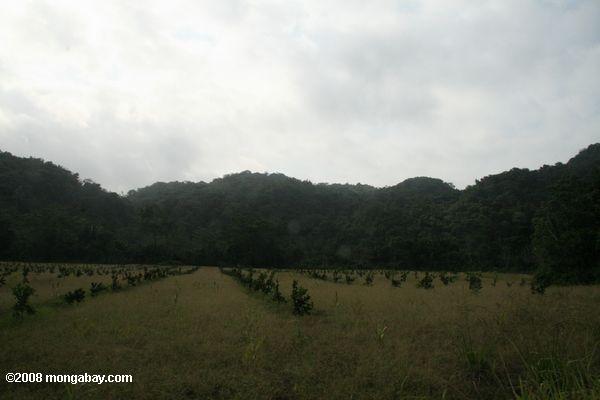la selva tropical de tierras taladas para un huerto de naranja