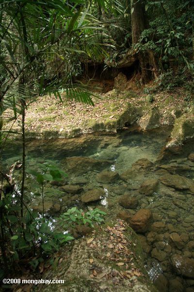 Bach fließt aus actun tunichil muknal Höhle