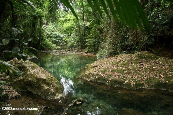 Crystal clear forêt tropicale près de la piscine ATM grotte