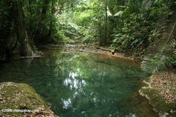 ATMの洞窟の近くの小川で熱帯雨林のプール