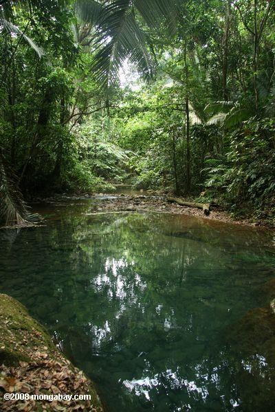 ATMの洞窟の近くの小川で熱帯雨林のプール
