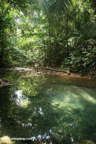 floresta tropical pool