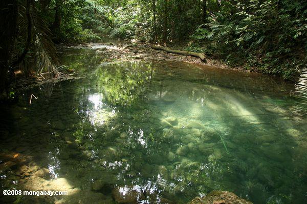 Rainforest piscine
