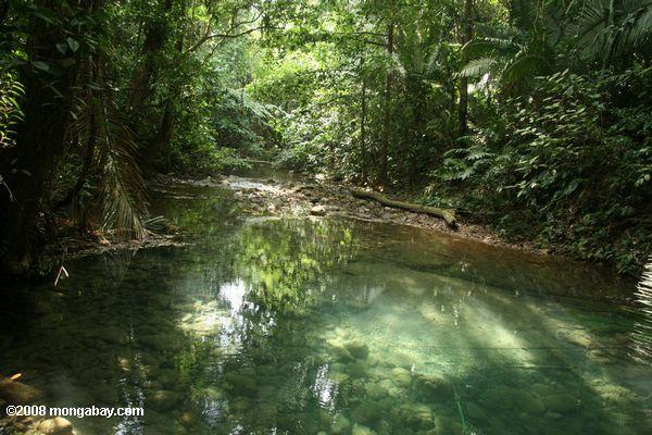 Rainforest piscine