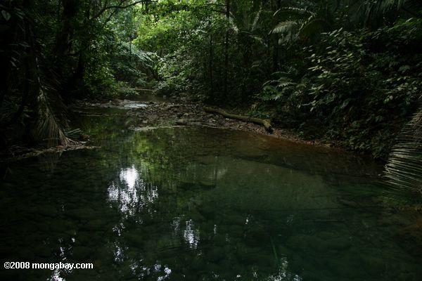 熱帯雨林のプール