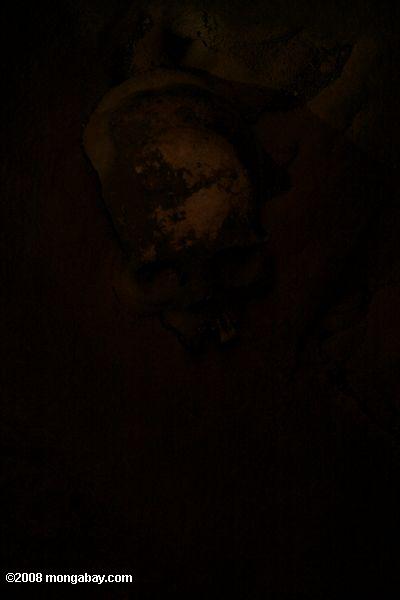 Crâne humain dans l'ATM grotte