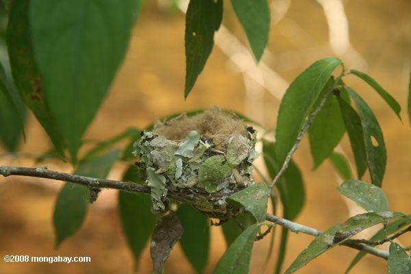 nido de colibrí