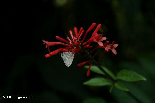 mariposa blanca de alimentación en las flores tubulares de color rojo
