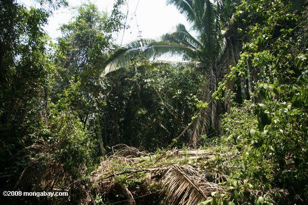недавние сокращения тропических лесов