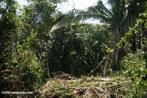 limpieza de reciente corte en la selva tropical de Belice