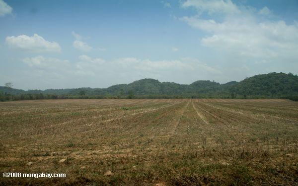la selva tropical de tierras taladas para un huerto de naranja o ganado de pastoreo