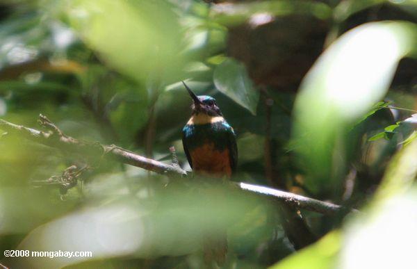 赤茶色のキリハシ尾（ galbula ruficauda ）