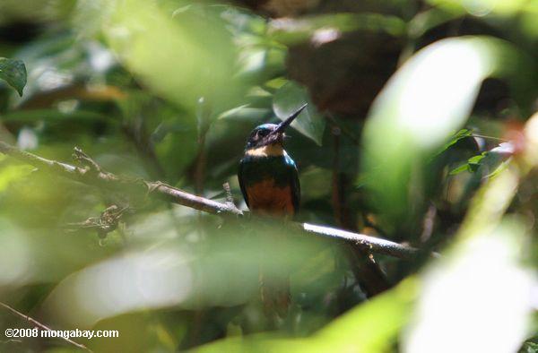 Rufous-tailed jacamar (galbula ruficauda)