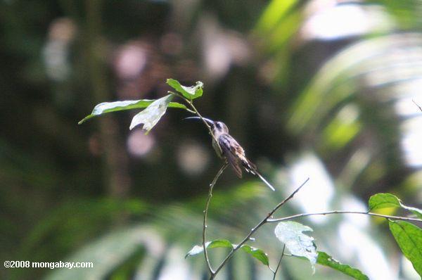 Streifen-throated Einsiedler (phaethornis striigularis)