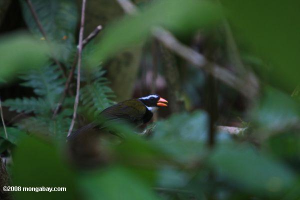 naranja-billed Sparrow