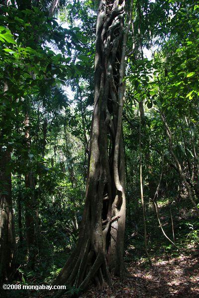 Etrangleur fig enroulée autour d'un arbres de la canopée