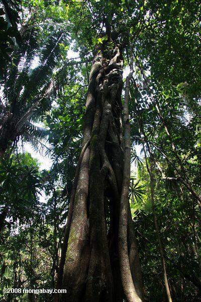 Etrangleur fig enroulée autour d'un arbres de la canopée