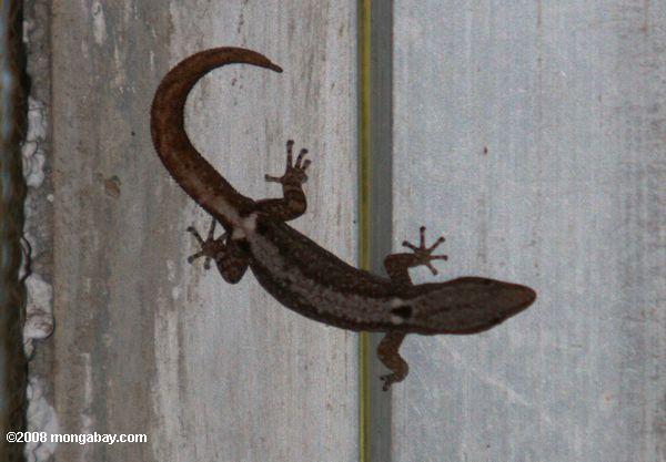 Desconhece gecko
