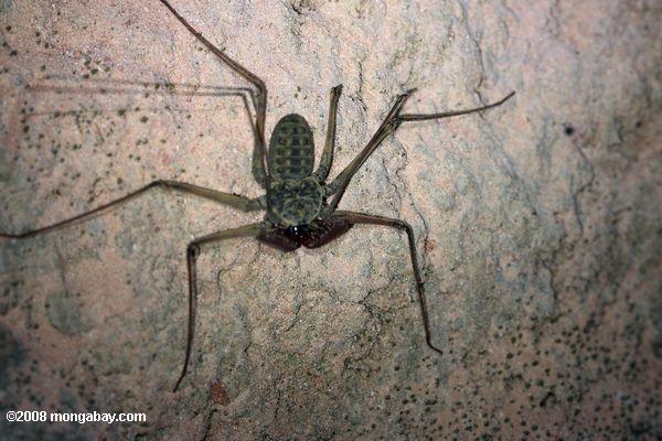 escorpião-aranha - às vezes conhecido como um vento ou camelo aranha aranha