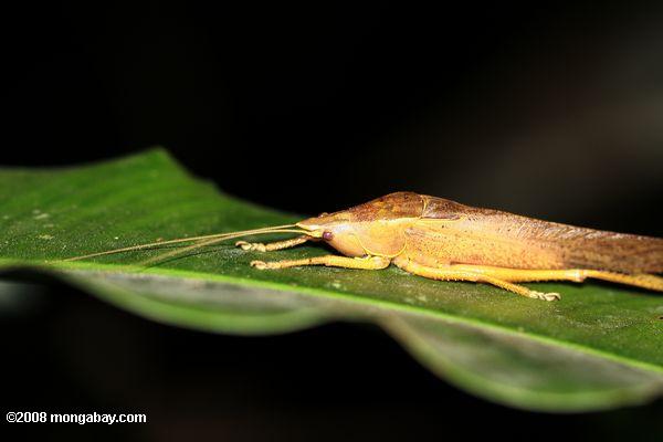 amarillo katydid