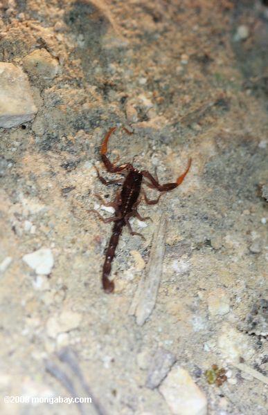 Skorpion mit orange Pinchers
