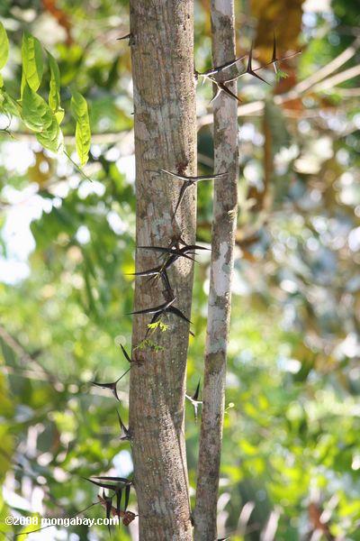 acacia árboles comparten una relación simbiótica con las hormigas