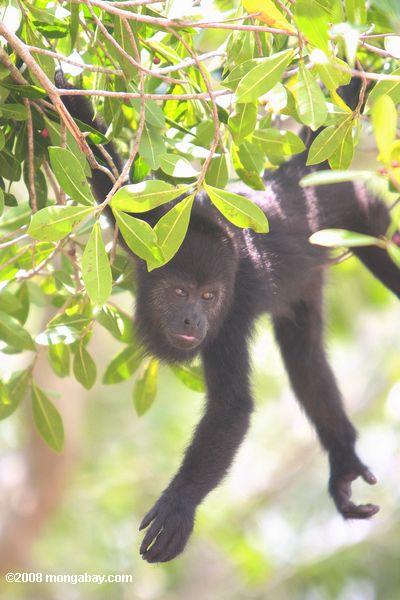 jovens vibrador macaco pendurado em uma árvore