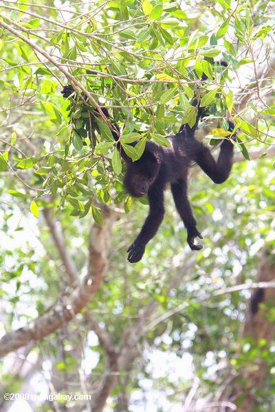 молодые ревун обезьяна висит на дереве
