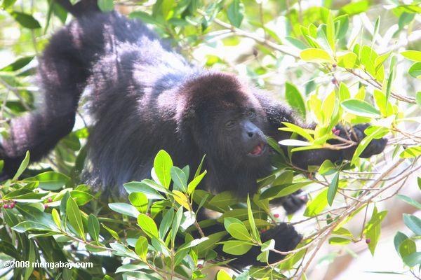 vibrador macaco macho preto alimentação