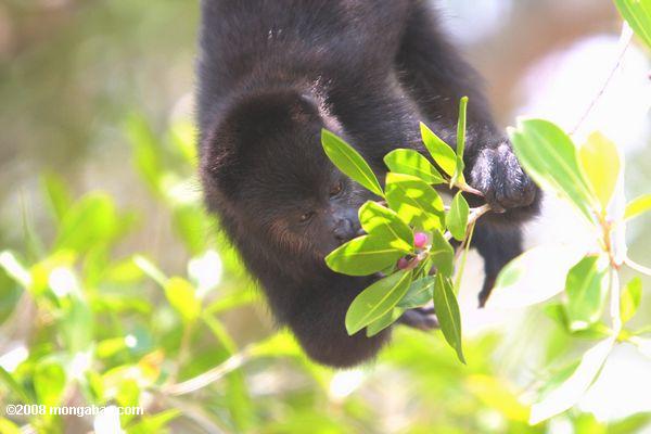 jóvenes mono aullador negro (Alouatta pigra) comiendo bayas
