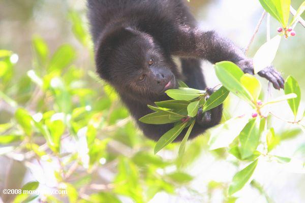 молодой черный ревун обезьяна (alouatta pigra) ест ягоды