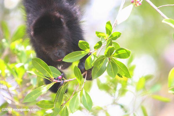 junge schwarze Howler Monkey (Alouatta pigra) essen Beeren