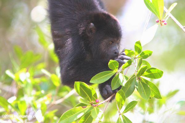 jovens negros vibrador macaco (Alouatta pigra) comendo bagas