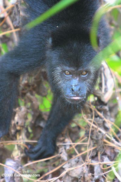 schwarz Howler Monkey (Alouatta pigra)