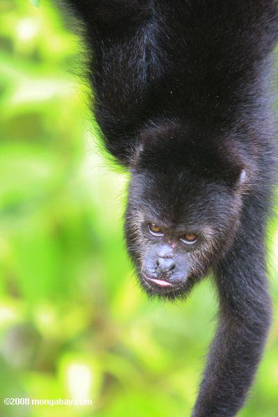 черная обезьяна ревун (alouatta pigra)