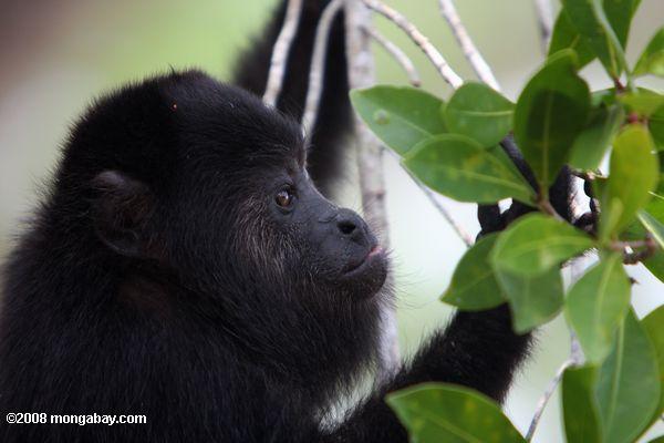 vibrador macaco preto (Alouatta pigra)