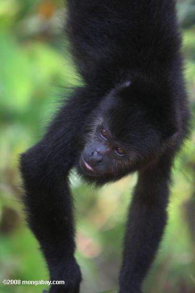 schwarz Howler Monkey (Alouatta pigra)