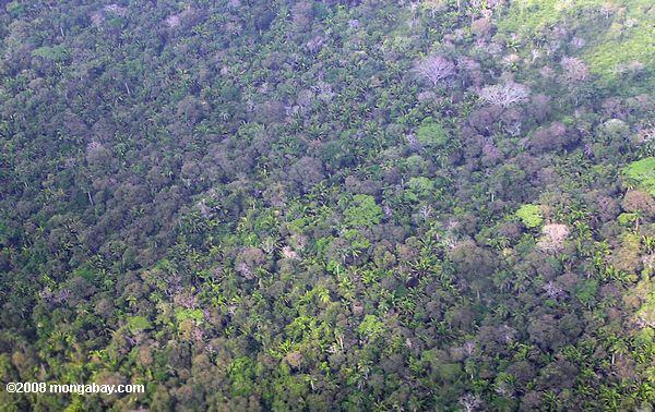 vista aérea de la palma - la llanura de inundación del bosque