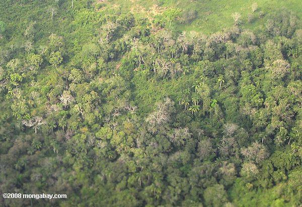 desbaste de florestas em Belize