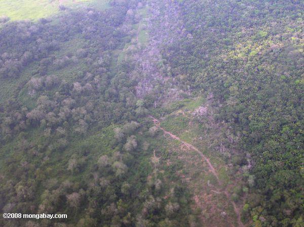 vista aérea de la deforestación en Belice