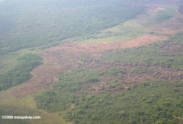 vista aérea do desmatamento em Belize