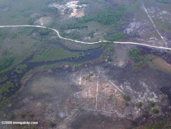 Vue aérienne de développement des mangroves au Belize