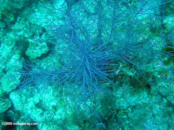 Purple coraux mous