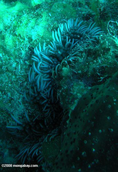 пурпурных морских anenomes