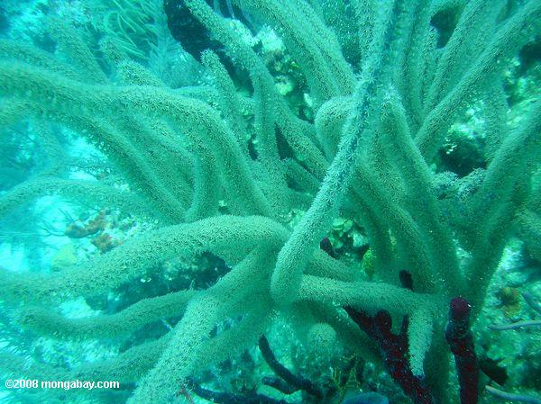 corales blandos