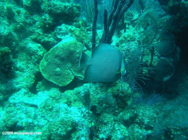 серый angelfish - pomacanthus arcuatus