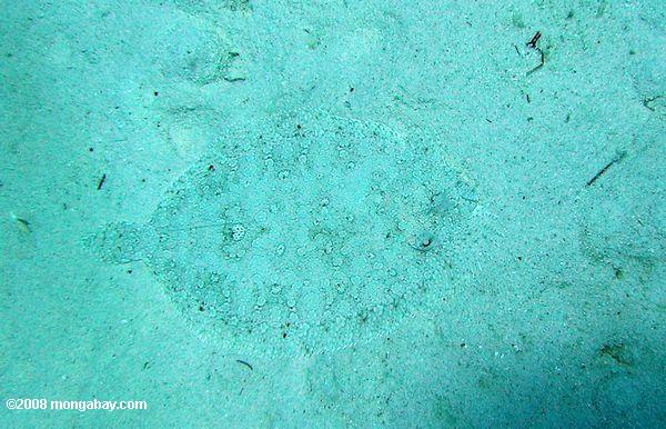 azevias camuflado na areia