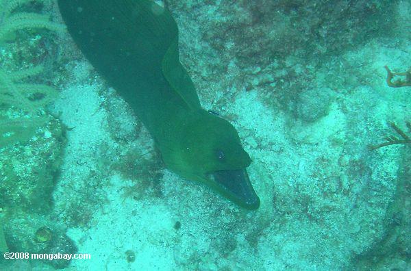 Moray anguila verde
