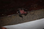 Newborn bat