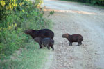 Capybara crossing a road